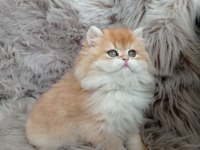 Show Kalite Ayı Surat British Longhair Ny12 Golden