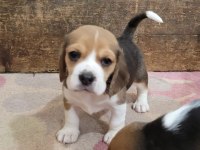Beagle Yavrularımız ırk garantilidir