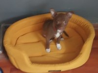 Chihuahua