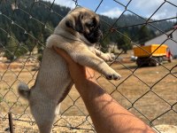 Pug Mops Yavrularımız Sıfır Burun Gül Kuyruk