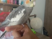 5 aylık sultan papağanı evcil