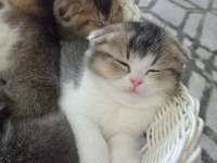 Scottish fold ücretsiz sahiplendirme