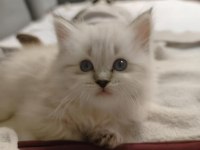 1 AYLIK BRITISH LONGHAIR YAVRULAR