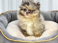 Pomeranian Mavi Gözlü Merle