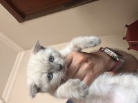 30 haziran doğumlu blue point british shorthair yavrular
