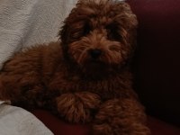 4 Aylık Toy Poodle