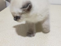 Scottish fold blue point uzun kulak