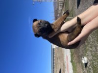 Kalitenin adresi kaliteli malinois yavrular