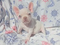 Ankara Exotic french bulldog