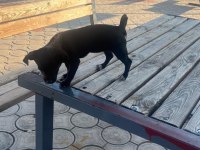 Yavru dişi şivava cinsi köpeğimiz
