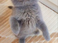 GRİ RENK ERKEK ŞEKERİLİNKOO KEDİMİZ