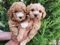 Minik Maltipoo Yavrularımız
