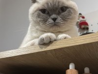 Kedi sahiplendirme