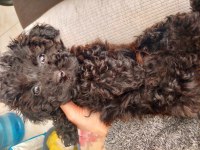 Üç aylık poodle dişi siyah nadir bulunan rengi