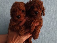 Kore red brown poodle yavrular