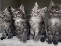 Blacksmoke Maine Coon Yavruları Granddesign Cattery