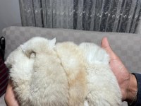 Scottish fold silver point yavrular