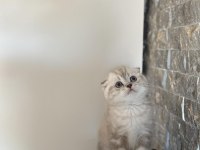 SCOTTISH FOLD YAVRULARIM 