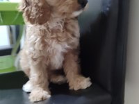 2 Aylık Cavapoo Dişi