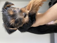 Yorkshire terrier köpeğimize yuva arıyoruz