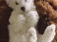 KÖPEĞİMİZ İÇİN LÜTFEN AÇIKLAMAYI OKUMADAN ARAMAYINIZ