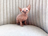 1,5 aylık dişi iki adet Sphynx
