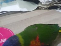 6 aylık lori papağanı