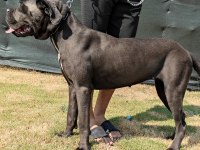 Dev anneden Devasa şecereli cane corso yavrular