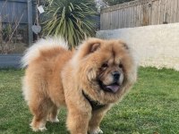 Ev üretimi chow chow yavrular hazır çin aslanı