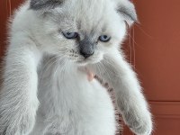 Scottish Fold Oyuncu Yavrular