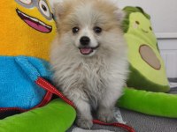 Pomeranian boo yavru
