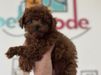 Tea cup kore poodle yavrular petmode den