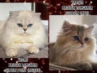 Golden british longhair dişi yavru
