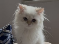 Safkan british longhair point yavru
