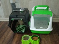 British Shorthair Golden Black Acill sahiplendirilecektir