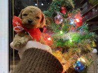 Yılbaşı çiçeklerimiz toy poodle bebekler