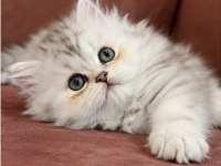 British Longhair Kedisi