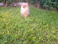 1 Erkek 2 Dişi Pomeranian Boo Yavrular
