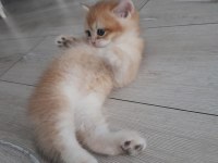 British shorthair Ny12 golden erkek yavru