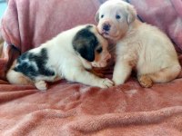 Alabai puppies 1 months old