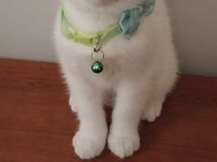 Safkan British Shorthair yavru