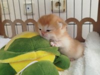 A kalite full şecereli golden ny12 british shorthair