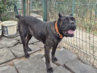 Genç erkek ve dişi cane corso köpekler