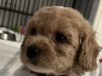 Yavru Toy Poodle