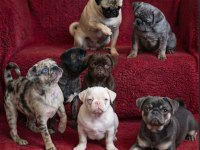 Egzotik Renk Pug Mops Yavruları