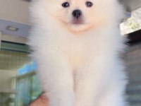 3 aylık pomeranian boo dişi ve erkek