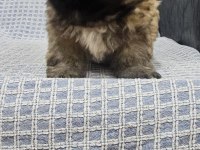 Pekinez köpeğimiz yeni yuvasını bekliyor