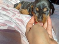 Dachshund Sosis Yavru