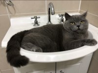 SAFKAN TOMBUL SCOTİSH FOLD KEDİMİZ