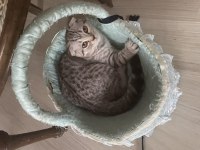 4.5 aylık scottish fold kedi sahiplendirmek istiyorum